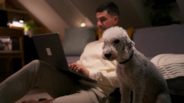 Beyaz kıvırcık köpek, koltuğunda oturup bilgisayarla çalışırken sahibinin yanında dinleniyor. İnsan ve hayvan akşam evdeler.