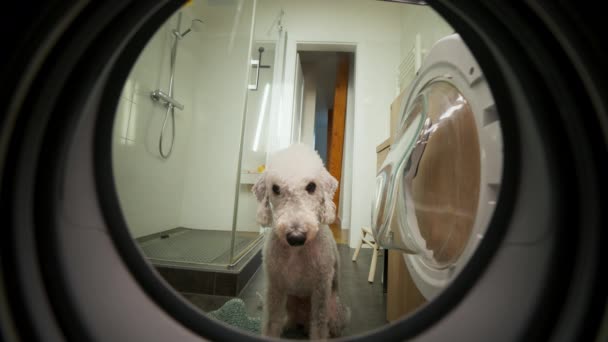Härligt Nyfiken Fluffig Hund Tittar Tvättmaskin Utsikt Från Tvättautomaten Husdjur — Stockvideo