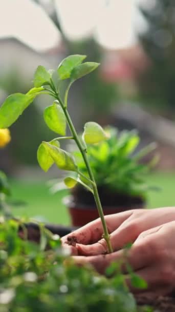 Крупним Планом Вид Садівника Який Саджає Квіти Саду Сонячний Ранок — стокове відео