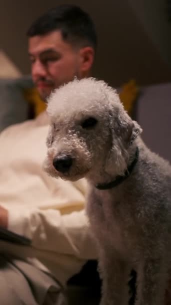 Homem Está Sentado Sofá Com Pequeno Cão Brinquedo Branco Cão — Vídeo de Stock