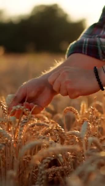 Крупним Планом Вид Невідомого Фермера Який Торкається Пшеничного Вуха Долонею Стокове Відео 