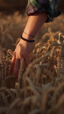 Tarımcı adamın günbatımında tarlada yürüdüğü ve sarı buğday hasadına eliyle dokunduğu yakın plan çekimi. Tarım ve tarım kavramı