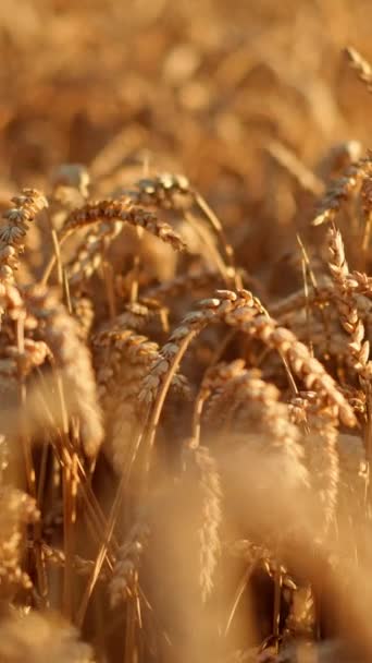 Поле Дозрівання Пшениці Розвивається Вітрі Колоски Пшениці Зерном Трясе Вітром Стоковий Відеоролик
