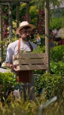 Genç yakışıklı çiftçi güneş ışığı tarlalarındaki tarla bahçesinde bir kutu bitki tutuyor ve sakince yürüyor. Erkek işçi sera boyunca bitkilerle dolu kutu taşıyor.