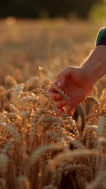 Close up view of the unknown farmer touching wheat ear with palm of the hand. Cinematic video of the farmer walking through the field and collecting wheat harvest