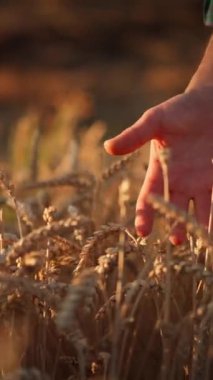 Yakın plan bir görüntü, gün batımında altın bir tarlada olgunlaşmış buğday kulaklarına dokunan bir eli gösteriyor. Hasat mevsimini simgeliyor.