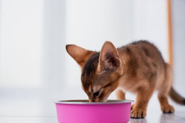 Küçük kızıl Habeş kedisi beyaz ahşap arka planda ıslak yemek yiyor. Mutfakta pembe tabağı olan sevimli safkan kedi yavrusu.