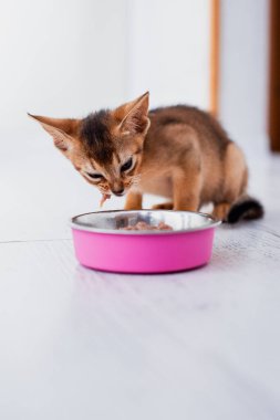 Küçük kızıl Habeş kedisi beyaz ahşap arka planda ıslak yemek yiyor. Mutfakta pembe tabağı olan sevimli safkan kedi yavrusu.