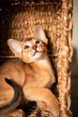 Habeş cinsinden küçük kedi yavrusu hasır kahverengi sepeti ısırıyor, yukarı bakıyor. Evde komik tüylü kedicik var. Şirin, güzel, kahverengi, büyük kulaklı kedicik.