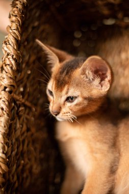 Habeş cinsinden küçük kedi yavrusu hasır kahverengi sepeti ısırıyor, yukarı bakıyor. Evde komik tüylü kedicik var. Şirin, güzel, kahverengi, büyük kulaklı kedicik.