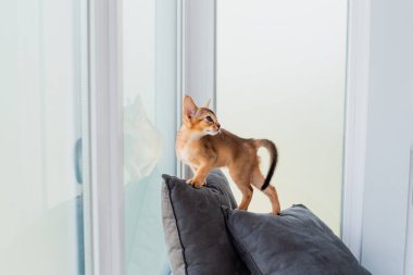 Evde iki aylık tarçınlı Habeş kedisi var. Gri yastıklarda güzel safkan kısa saçlı kedi yavrusu. Kapat, kopyala boşluk, arkaplan