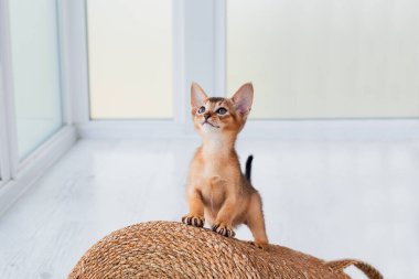 Evde iki aylık tarçınlı Habeş kedisi var. Oturma odasındaki bej renkli tekstil kanepesinde güzel safkan kısa saçlı kedi yavrusu. Kapat, kopyala boşluk, arkaplan