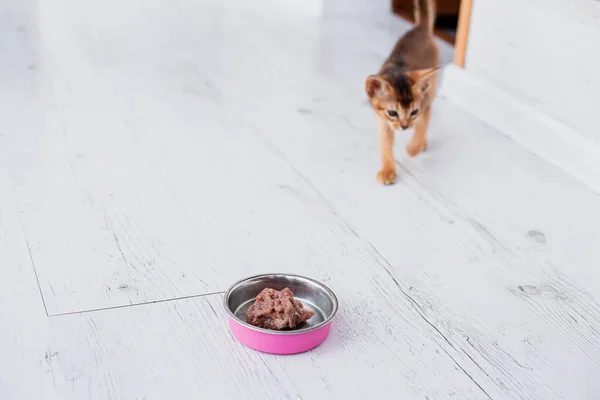 Adorable abyssinian kitty standing with tail up close to pink bowl with feed and looking at it on white background. Cute purebred kitten going to ea