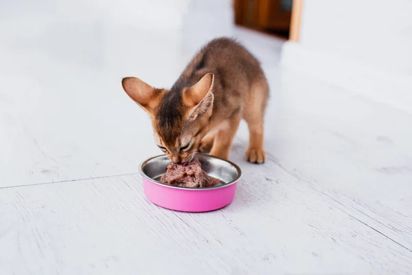 little ginger Abyssinian kitten eats wet food on white wooden background. Cute purebred kitten on kitchen with pink plat