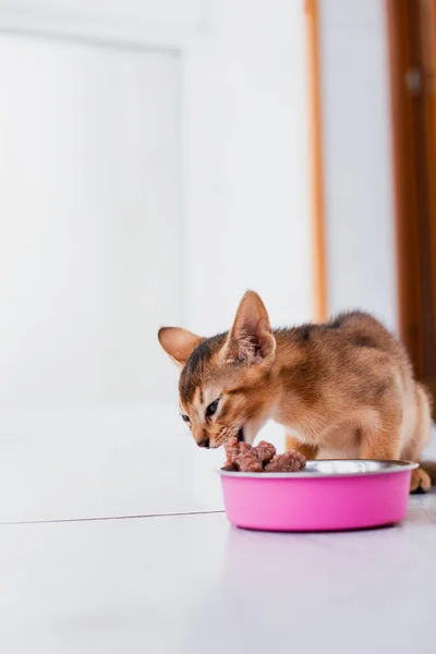 little ginger Abyssinian kitten eats wet food on white wooden background. Cute purebred kitten on kitchen with pink plat