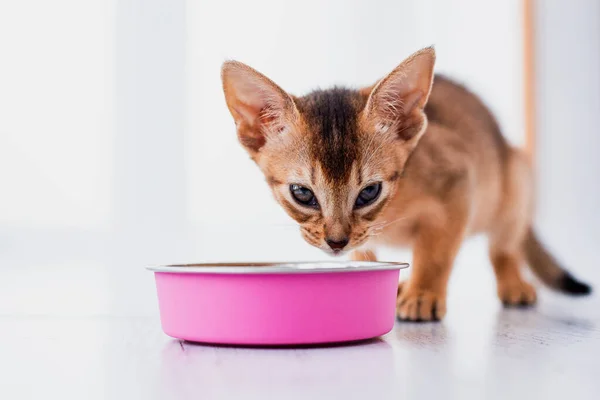 Adorable abyssinian kitty eats wet food on white wooden background. Cute purebred kitten on kitchen with pink plate. Cute purebred kitten going to ea