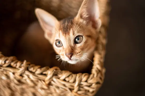 刻画可爱的深海红色生姜猫咪 大耳朵在柳条褐色篮子在家里 快乐可爱的猫的概念 — 图库照片