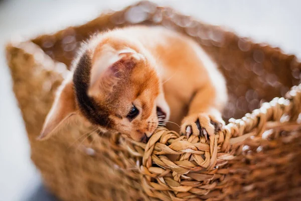 ปภาพล กแมวข งแดงหอยนางรมน ใหญ ในตะกร าตาลว กเกอร แนวค ดของส ยงแมวน — ภาพถ่ายสต็อก