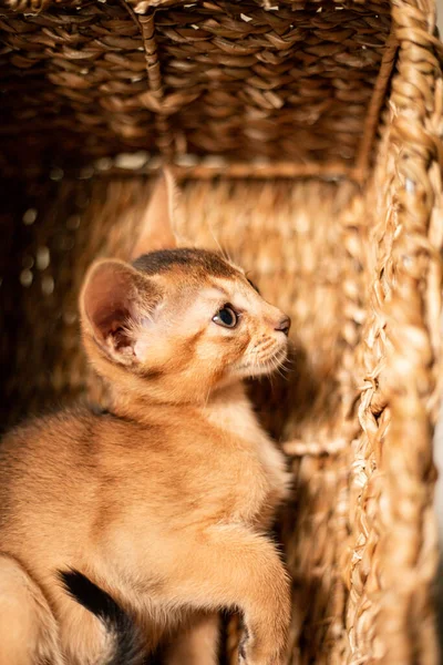 Small kitten cat of the Abyssinian breed sitting in bites wicker brown basket, looks up. Funny fur fluffy kitty at home. Cute pretty brown red pet pussycat with big ears