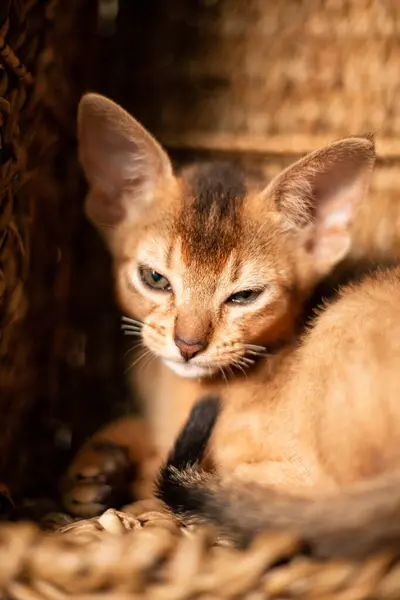 Liten Kattunge Katt Abyssinian Skapa Sittandes Biter Wicker Brun Korg — Stockfoto