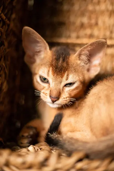 Pequeño Gatito Gato Raza Abisinia Sentado Mordeduras Canasta Mimbre Marrón —  Fotos de Stock