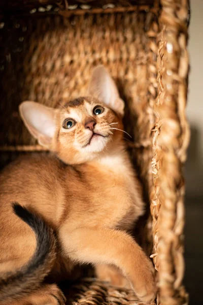 Malá Koťátka Plemene Habešanů Sedící Proutěném Hnědém Koši Vzhlédne Vtipná — Stock fotografie