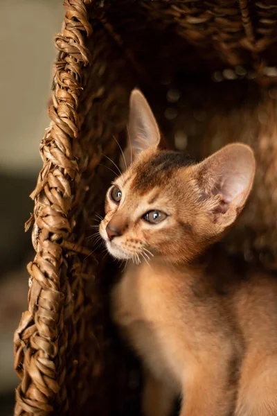 Klein Katje Kattenkop Van Naar Abessijn Ras Zitten Ter Beten — Stockfoto
