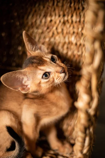 埃塞俄比亚品种的小猫小猫咪坐在柳条褐色的篮子里 抬起头看 有趣的毛绒绒猫咪在家里 可爱的褐色红猫 长着大耳朵 — 图库照片
