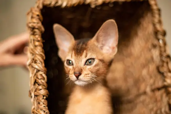 Small kitten cat of the Abyssinian breed sitting in bites wicker brown basket, looks up. Funny fur fluffy kitty at home. Cute pretty brown red pet pussycat with big ears