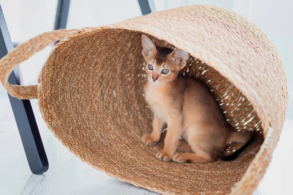 stock image Funny cute little ginger abyssinian Kitten cat playing and jumping with wicker brown basket. Concept adorable pet