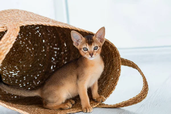 Studyjne Ujęcie Małego Kotka Abyssinian Przebywającego Koszyku Domu Białe Tło — Zdjęcie stockowe
