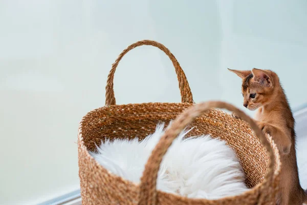 stock image Funny cute little ginger abyssinian Kitten cat playing and jumping with wicker brown basket. Concept adorable pet