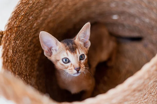 Grappig Schattig Klein Gember Abessijn Kitten Kat Liggend Wit Tapijt — Stockfoto
