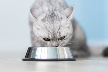 Küçük gri çizgili İngiliz kedi yavrusu beyaz ahşap arka planda ıslak yemek yiyor. Mutfakta metall yaylı şirin safkan kedi yavrusu.