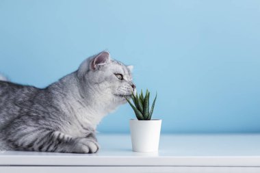 Gri tekir İngiliz kedi yavrusu yiyor, kokluyor ve taze yeşil çimenleri yiyor ve komik duyguları olan yeşil yulafları yiyor. Kedi otu, evcil ot. Hayvan bakımı, evcil hayvan konsepti için doğal gıda ve vitaminler.