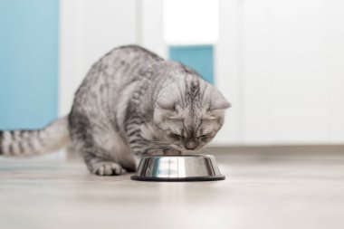 Evde ya da evde bir kase granülü şirin küçük İngiliz gri kedi yavrusu.