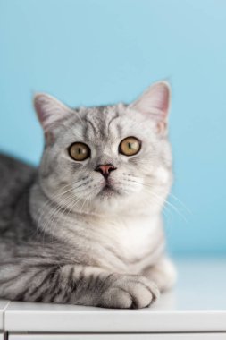 Evdeki beyaz şifoniyerin üzerinde oturan büyük gözlü şirin çizgili gri İngiliz kedi yavrusu. Kedi kameraya bakıyor. Komik sevimli kedi evcil hayvan kavramı