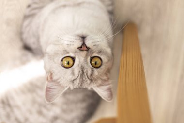 Komik İngiliz kısa kedi portresi. Şaşırmış ya da şaşırmış görünüyor. Tahta arka planda fotokopi makinesiyle.