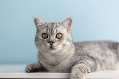 Komik İngiliz kısa kedi portresi. Mavi arka planda fotokopi ile şaşırmış ya da şok olmuş görünüyor.