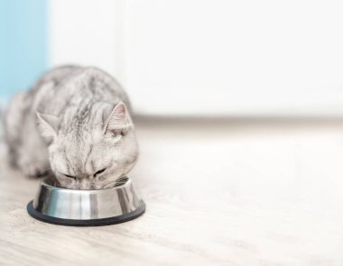 Şirin gri tekir İngiliz kedisi veteriner kliniğinde metal kaseden su içiyor. Aşı ve sağlık kontrolü