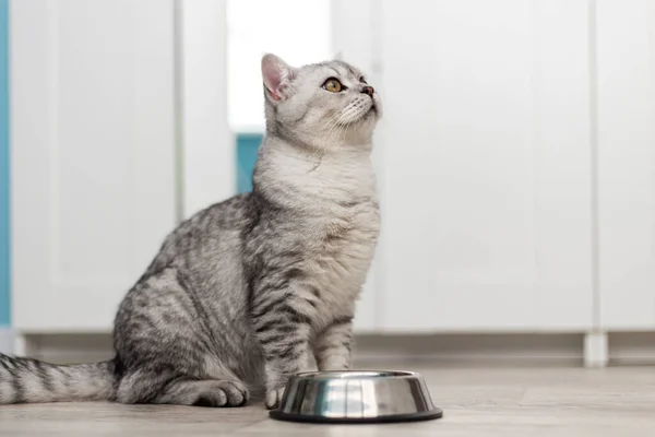 Gri tekir kedi yavrusu bir kase süt, yemek ve etin yanında oturma odasına yerleştirilmiş. reklam kavramları