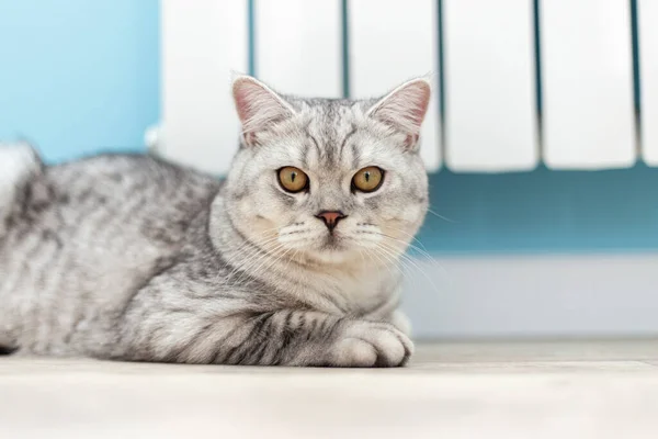 Grande Gato Britânico Cinza Tabby Senta Perto Radiador Aquecimento — Fotografia de Stock