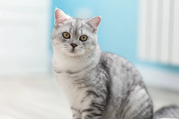집에서 바닥에 눈으로 귀여운 줄무늬 고양이 초상화 카메라를 고양이 사랑스러운 — 스톡 사진
