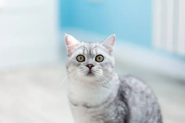 집에서 바닥에 눈으로 귀여운 줄무늬 고양이 초상화 카메라를 고양이 사랑스러운 — 스톡 사진