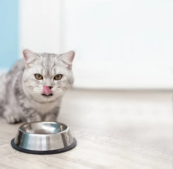 Tekir kedi dişi kedinin portresi mutfak zeminindeki alüminyum konteynırdan ıslak yiyecekler yiyor arka planda ya da yan manzarada aç kedi ağızlığını yalıyor, yemekten zevk alıyor.