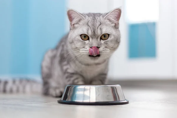 stock image Hungry grey british cat sitting next to bowl of food at home kitchen and looking at camera