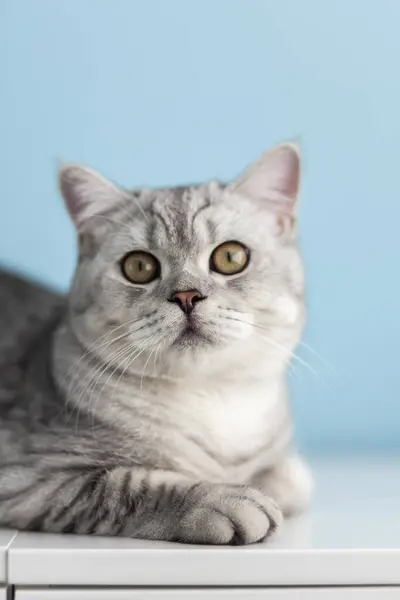 造型可爱 条纹灰色的英国猫咪 大大的眼睛坐在家里的白色梳妆台上 猫在镜头前看着 有趣可爱的猫宠物的概念 — 图库照片