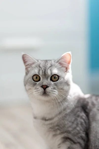 造型可爱 条纹灰色的英国猫咪 大大的眼睛坐在家里的木制地板上 猫在镜头前看着 有趣可爱的猫宠物的概念 — 图库照片