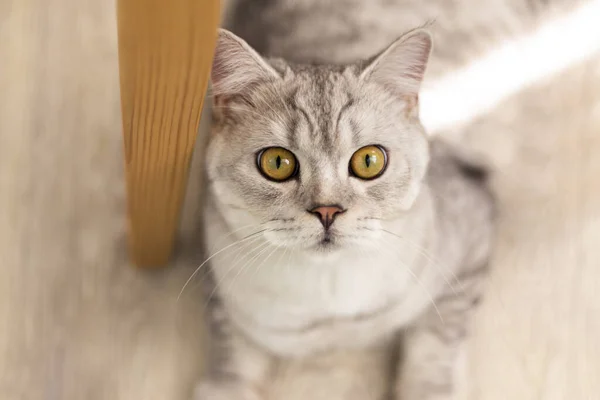 Engraçado Britânico Shorthair Gato Retrato Olhando Chocado Surpreso Fundo Madeira — Fotografia de Stock