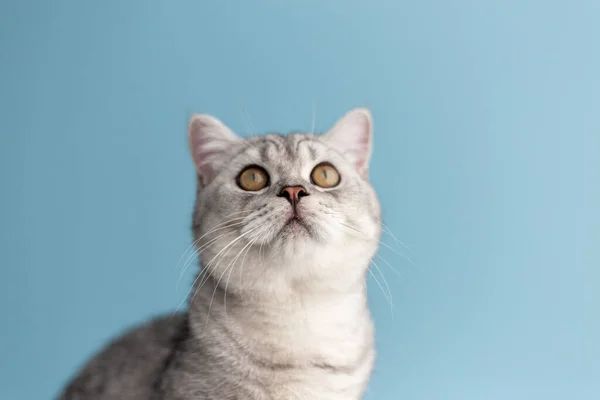 蓝色宽背景的可爱的英国白猫的特写镜头 — 图库照片